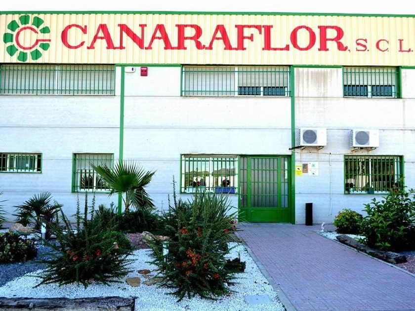 canarflor