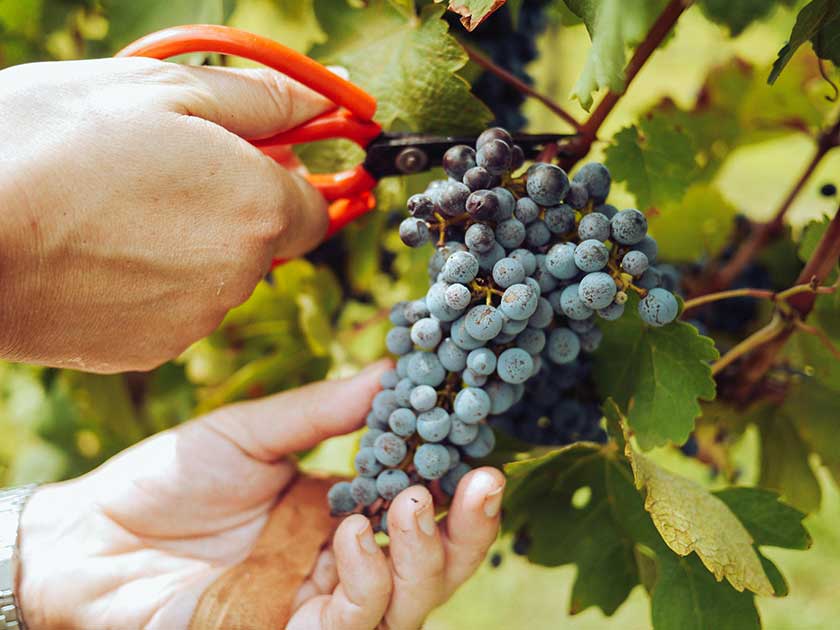 pexels-grape-things-3840331